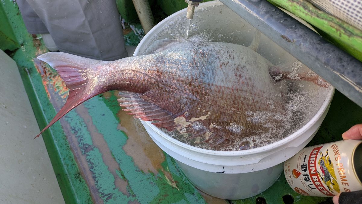 まるcomさんの釣果 2枚目の画像