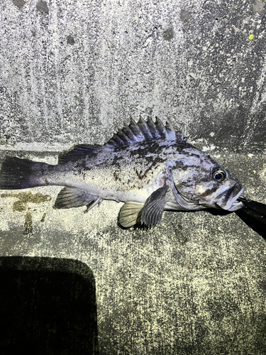 クロソイの釣果