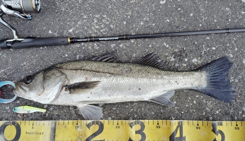 シーバスの釣果