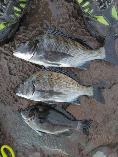 メジナの釣果