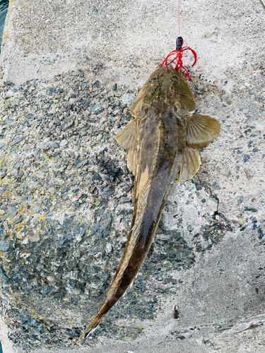 マゴチの釣果