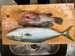 ツバスの釣果