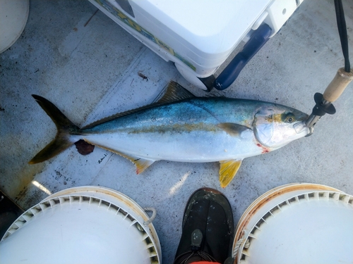 ヒラマサの釣果