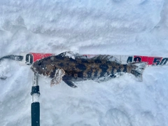 アイナメの釣果