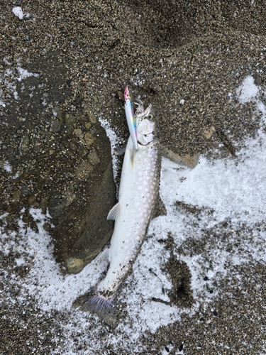 アメマスの釣果