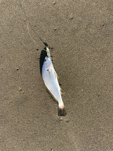 ニベの釣果