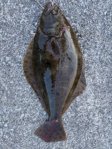 ヒラメの釣果