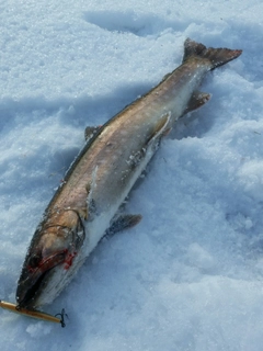 アメマスの釣果