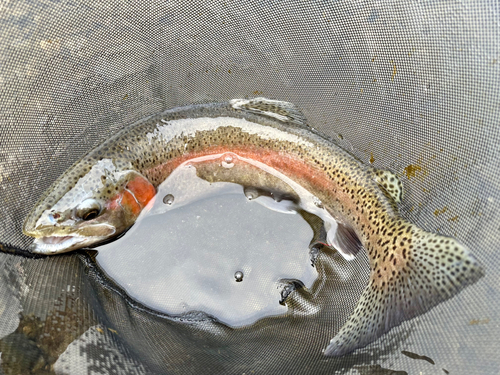 ニジマスの釣果