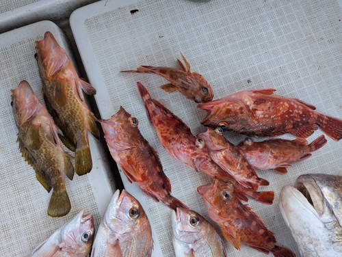 アコウの釣果