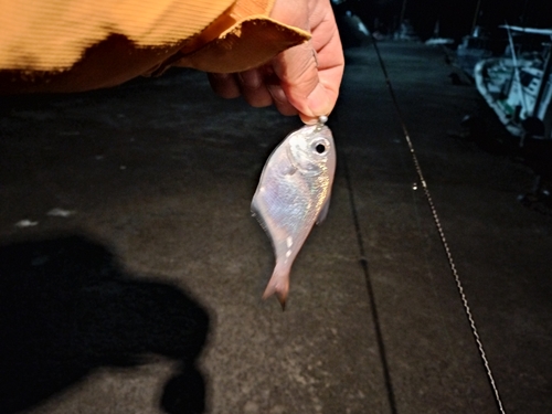 ハタンポの釣果