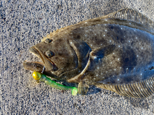 ヒラメの釣果