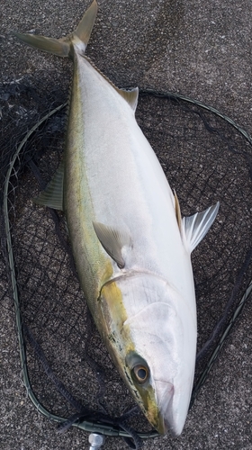 ブリの釣果