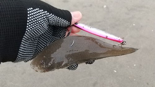 シタビラメの釣果