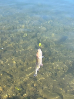 トラウトの釣果