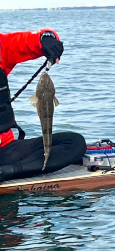 マゴチの釣果