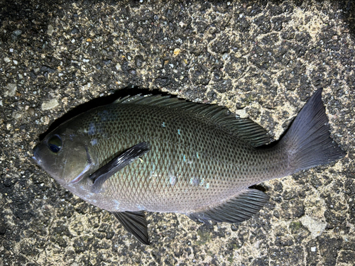 メジナの釣果