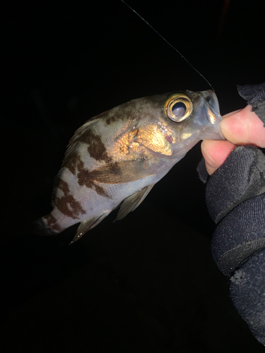 シロメバルの釣果