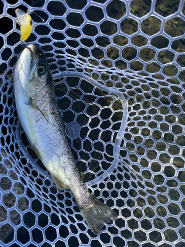 レインボートラウトの釣果