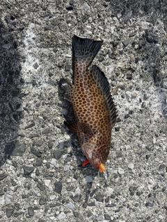 オオモンハタの釣果