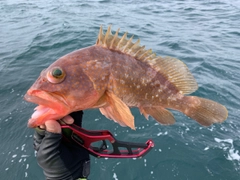 アコウの釣果