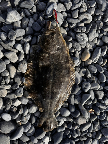 ヒラメの釣果