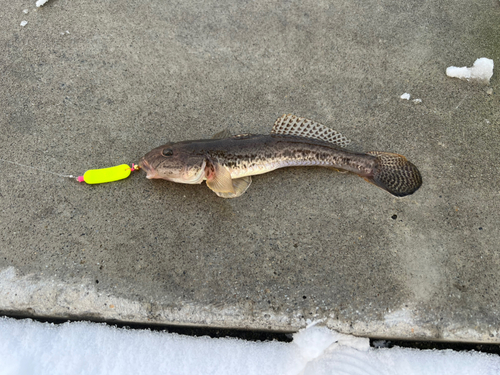 マハゼの釣果