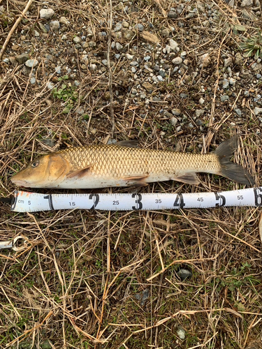 ニゴイの釣果