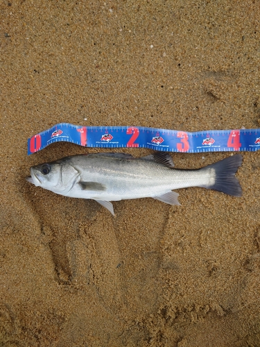 セイゴ（マルスズキ）の釣果