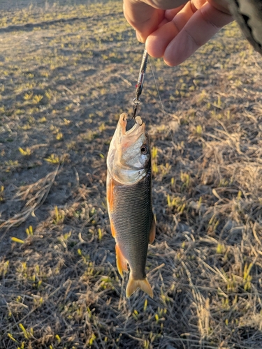 ハスの釣果