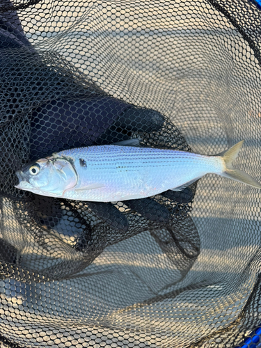 コノシロの釣果