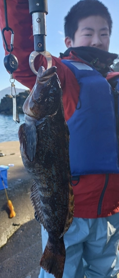 アイナメの釣果