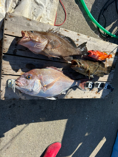 タイの釣果