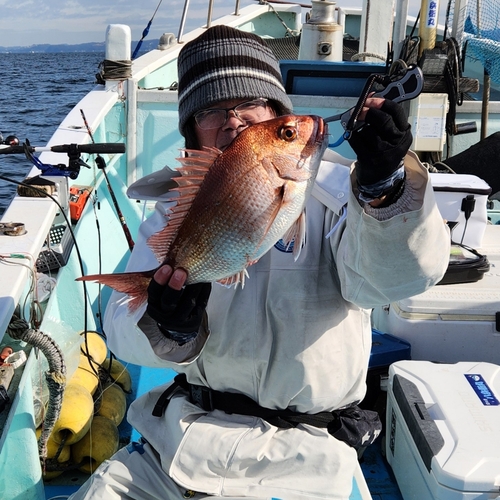 マダイの釣果