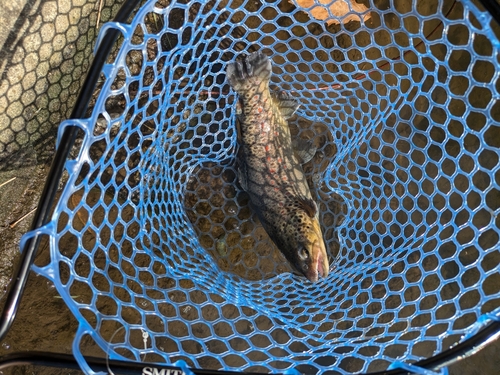 ブラウントラウトの釣果