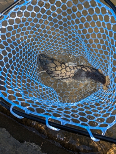 ブラウントラウトの釣果