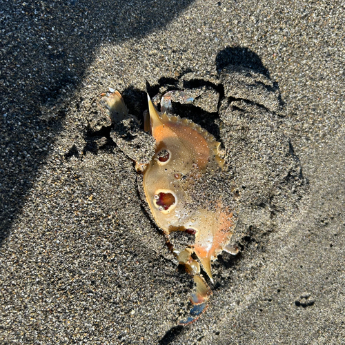 ワタリガニの釣果