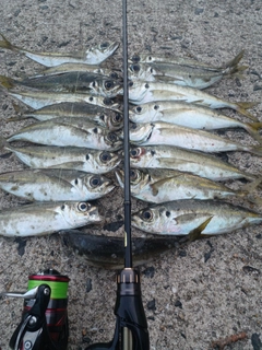 アジの釣果