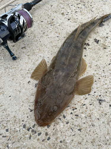 マゴチの釣果