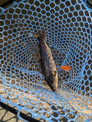 ブラウントラウトの釣果