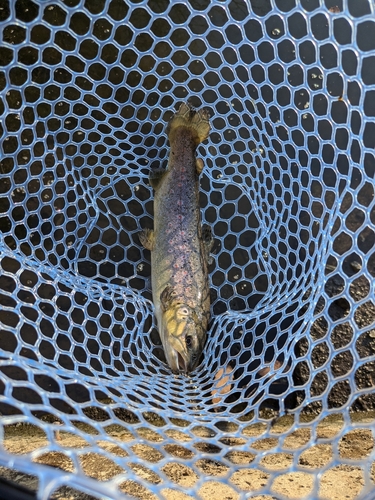 ブラウントラウトの釣果