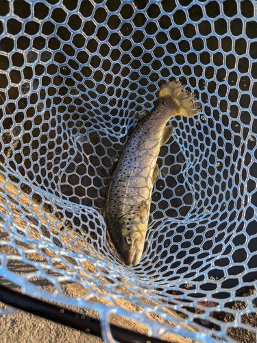 ブラウントラウトの釣果