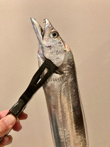 タチウオの釣果