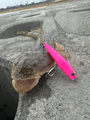 マゴチの釣果