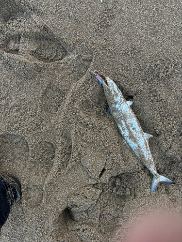 サゴシの釣果