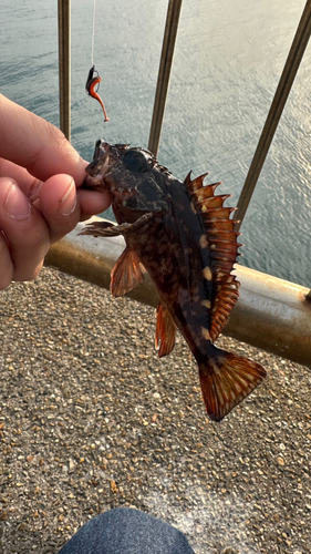 カサゴの釣果