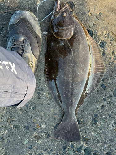 ヒラメの釣果