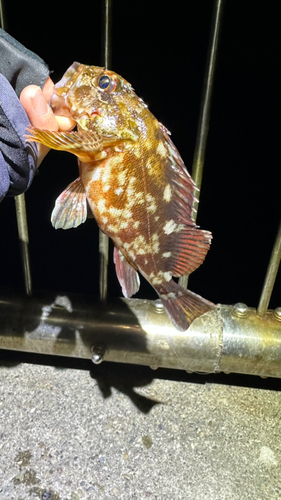 カサゴの釣果