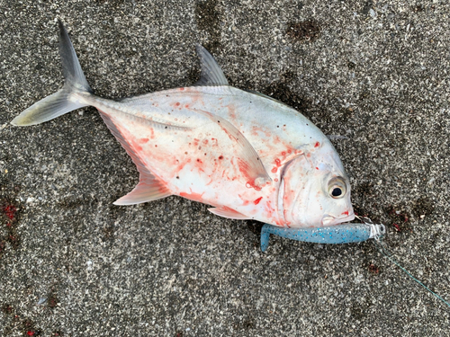 ロウニンアジの釣果