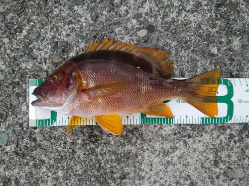 シブダイの釣果